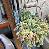 癒される,no green no life,多肉植物のある暮らし,多肉女子,タニク初心者の画像