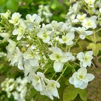 アジサイ,カシワバアジサイ,貴重な晴れ間,さわやかな季節,初夏の風の画像