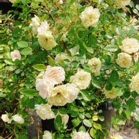 ミニバラ,ミニバラ・グリーンアイス,ガーデニング,癒し,花のある暮らしの画像