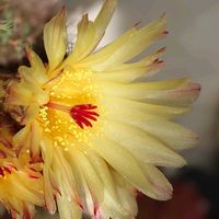 ボタニカルライフ,花のある暮らし,緑のある暮らし,どうするベランダ-,花を観たい!(T_T)の画像