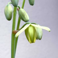 アルプカ　スピラリス　フリズルシズル,アルプカ　スピラリス　フリズルシズル,開花,お気に入り♡,良い香りの画像