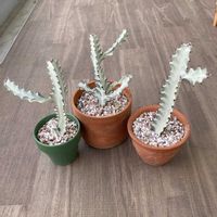 ホワイトゴースト,ホワイトゴースト,多肉植物,観葉植物,ユーフォルビアの画像