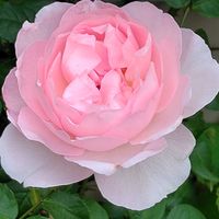 バラ,シャリファアスマ,地植え,薔薇♪,日向の画像