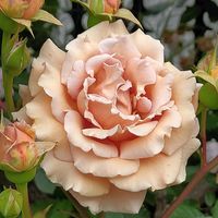 バラ,ラフィネポルテ,地植え,薔薇♪,日向の画像