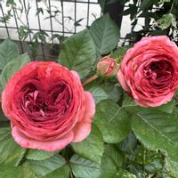 ミニバラ,ミニバラ・グリーンアイス,カンパニュラ アルペンブルー,ガーデンアマリリス,バラ　ストロベリーミストの画像