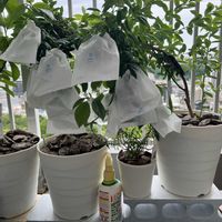 ブルーベリー,ブルーベリー オニール,犬のいる暮らし,家庭菜園,ベランダの画像