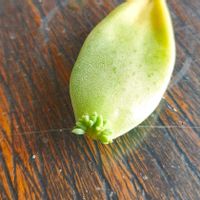 シテリナ,多肉植物,タニラー,岐阜タニラー,多肉だいすきの画像