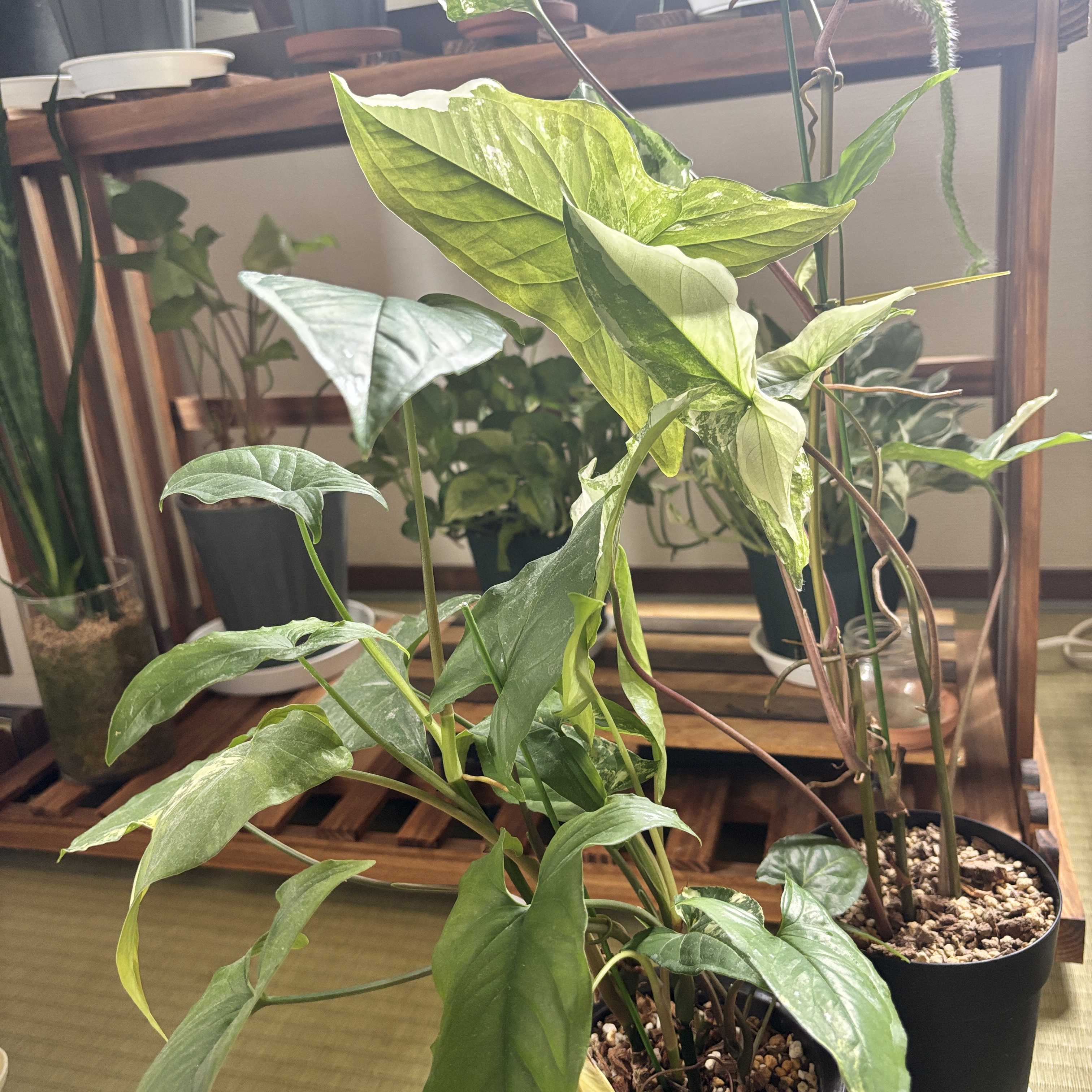 シンゴニウム・カリフォルニアゴールドの一覧｜🍀GreenSnap（グリーン