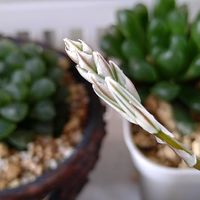 ハオルチア,花のある暮らし,多肉のある暮らし,植物のある暮らし,バラ・ミニバラの画像