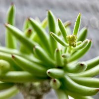 Tylecodon luteasquamata,Tylecodon luteosquamata pearsonii,Avonia Quinaria ssp.alstonii,カクタス広瀬,金曜日の蕾たちの画像