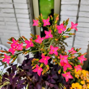 キューエンシス,トナカイの舞,多肉植物,水栽培,可愛いの画像