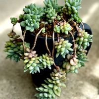 虹の玉,ジョイスタロック, ブロンズ姫,ブルーブリトー,多肉植物の画像