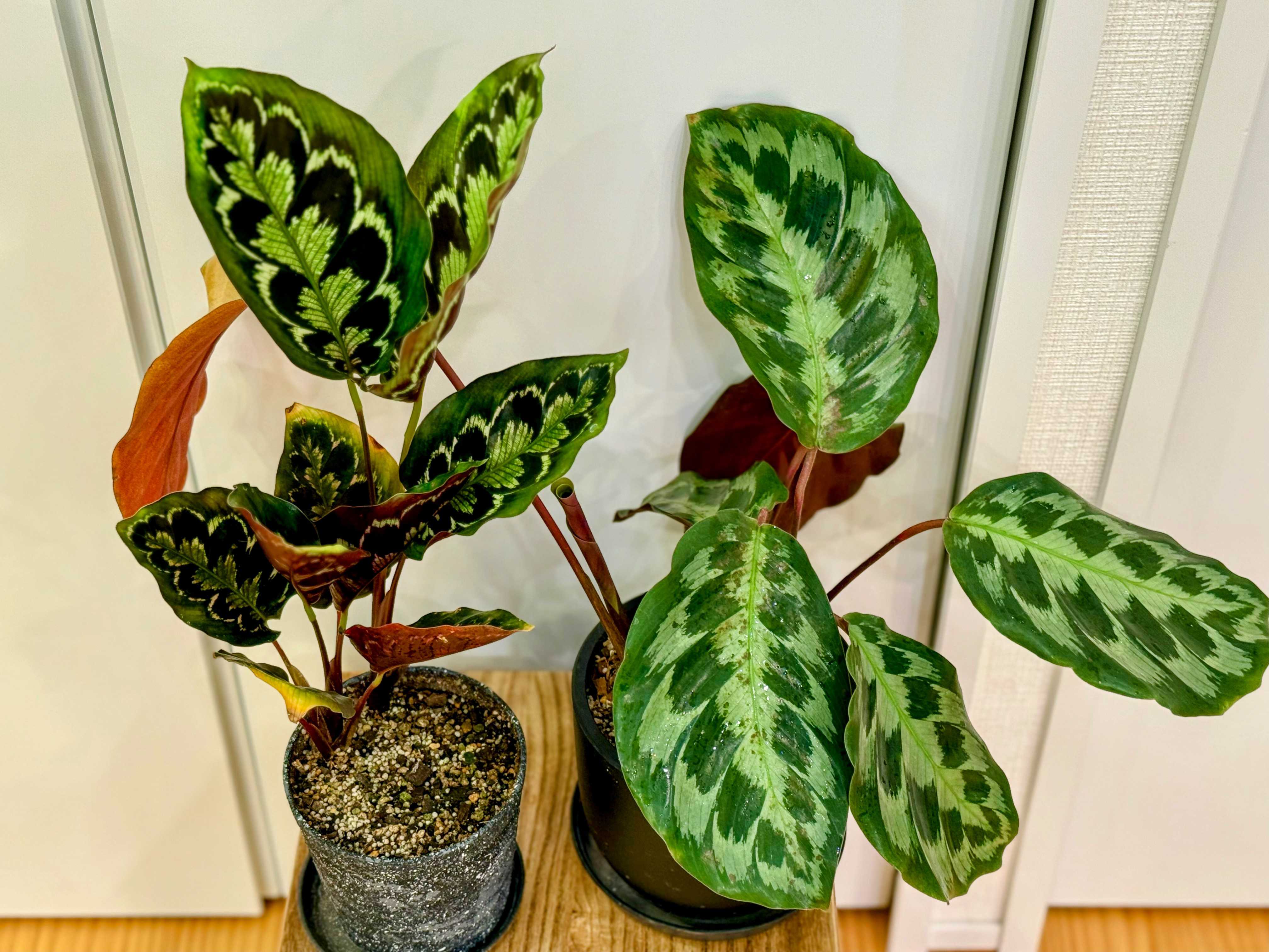 カラテア ヴィーチアナの一覧|🍀GreenSnap(グリーンスナップ) カラテア ヴィーチアナの一覧|🍀GreenSnap(グリーンスナップ)