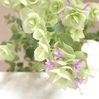 カポック,オレガノケントビューティー,ラベンダー カスティーリャーノ,観葉植物,いつもありがとう♡の画像