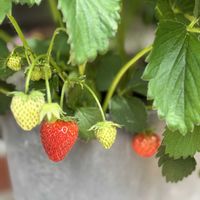 イチゴ,サントリー ドルチェベリー 四季なり,サントリー本気野菜 イチゴ ローズベリー・レッド,家庭菜園の画像