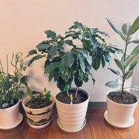 コーヒーの木,フィロデンドロン・シルバーメタル,フィカス・ティネケ,ザミオクルカス ザミーフォリア,リビング・ダイニングの画像