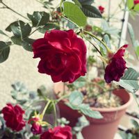カラー,ラベンダー,薔薇,ベランダ,玄関アプローチの画像