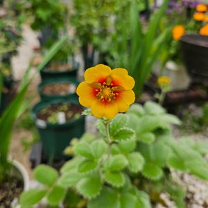 ポテンティラ オレンジスターリット,シレネ　デザートグロー　オレンジ,鉢植え,明るい日陰,プランターの画像