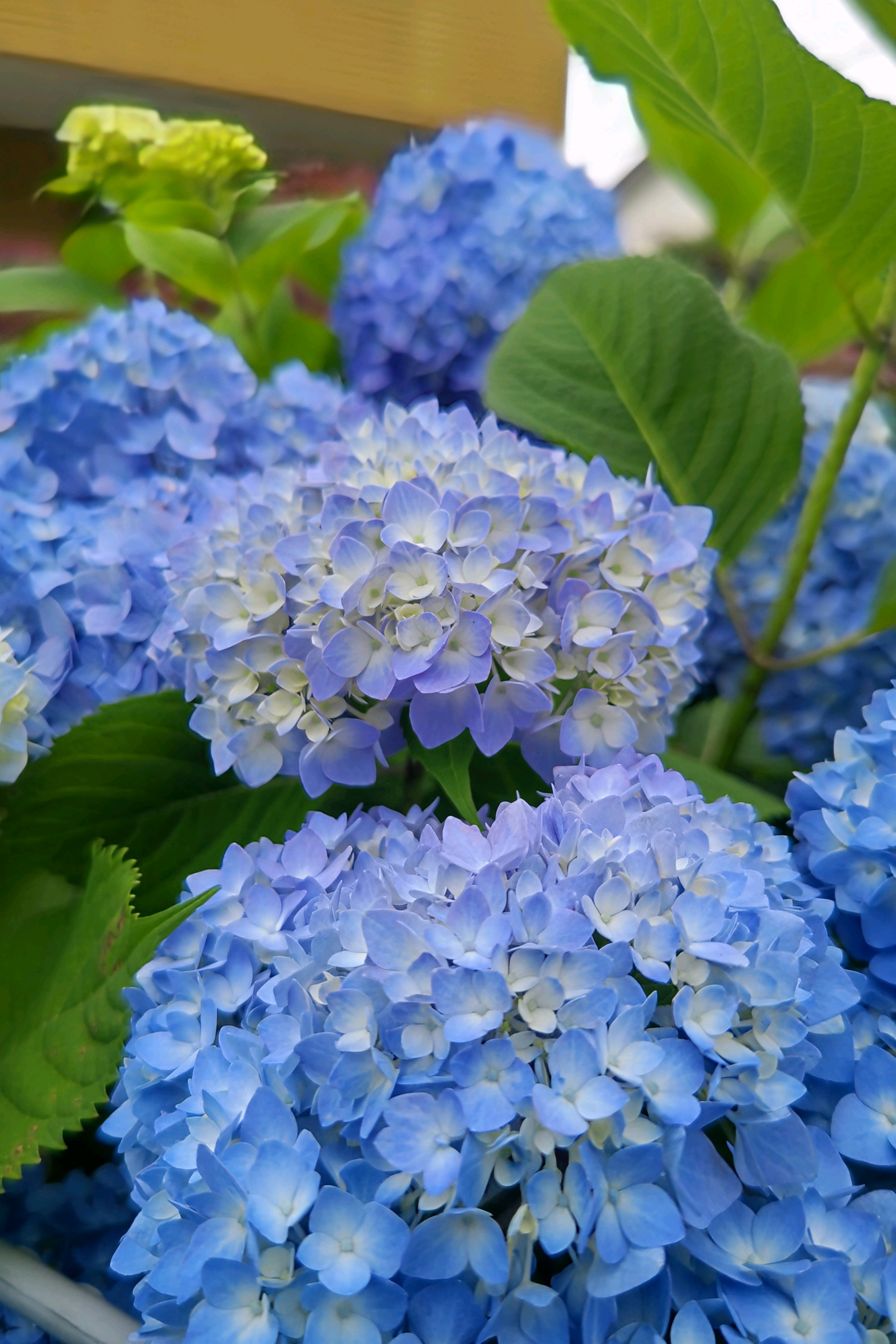 No.625 2025年の紫陽花とお散歩ちゃん①2025/0604 紫陽花、アナベル