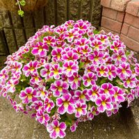 カリブラコア,スーパーベル,ミリオンベル,スーパーベル ホーリーカウ,ミリオンベル　プチホイップ　レッドの画像