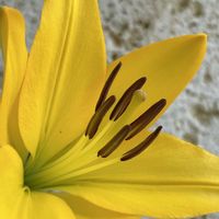 スカシユリ, ハイビスカス,沖縄に咲く花,玄関アプローチの画像