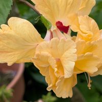 鉢植え,寄植え,花のある生活,元気に育て,自宅の庭の画像