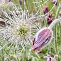 綿毛,オキナグサ(翁草）,花壇,花のある暮らし,日本原産の画像