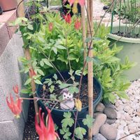 オダマキ,花壇,庭の画像
