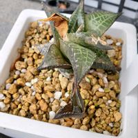 ハオルチア,植物のある暮らし,多肉植物のある暮らし,ハオルチア・竜鱗の画像