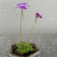 食虫植物,開花,成長記録,今日の一枚,バルコニストの画像