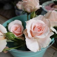 咲いた！,美味しい,かわいいな♡,ウサギ,今日の一枚の画像