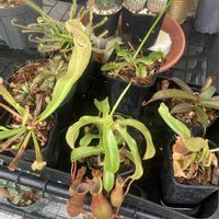 サボテン,モウセンゴケ,ウツボカズラ,食虫植物さん,食虫植物さんの画像