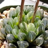 ハオルチア,多肉植物,ハオルチア属,透明な窓,吉田園芸部の画像