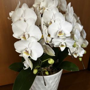 胡蝶蘭,お花のプレゼント,被災地にエールを…。,和室の画像