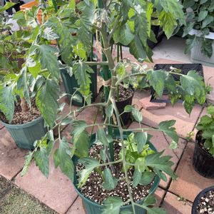 トマト, 中玉トマト,夏野菜,やればできる子,初めての家庭菜園の画像