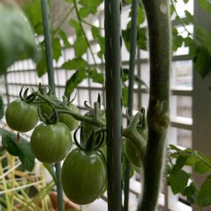 ミニトマト,夏野菜,ベランダの画像