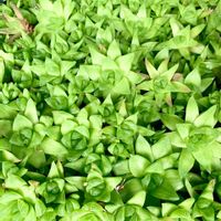 ハオルチア,多肉植物,ハオルチア属の画像