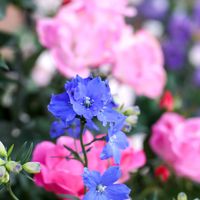散歩,花壇,花いろいろ,ばら バラ 薔薇,ガーデンネックレス横浜2025コンテストの画像