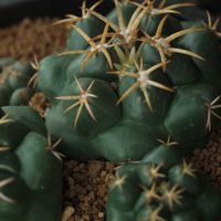 ハオルチア,多肉植物,観葉植物,塊根植物,サボテン科の画像