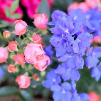 散歩,花壇,花いろいろ,ばら バラ 薔薇,ガーデンネックレス横浜2025コンテストの画像
