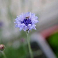 福岡,備忘録,花のある暮らし,癒し…♡,NO GREEN  NO LIFEの画像