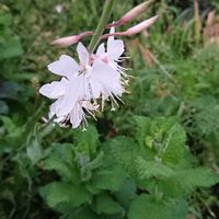 ガウラ,ヤグルマキク,どくだみ,ゆきやなぎ,フランスキクの画像