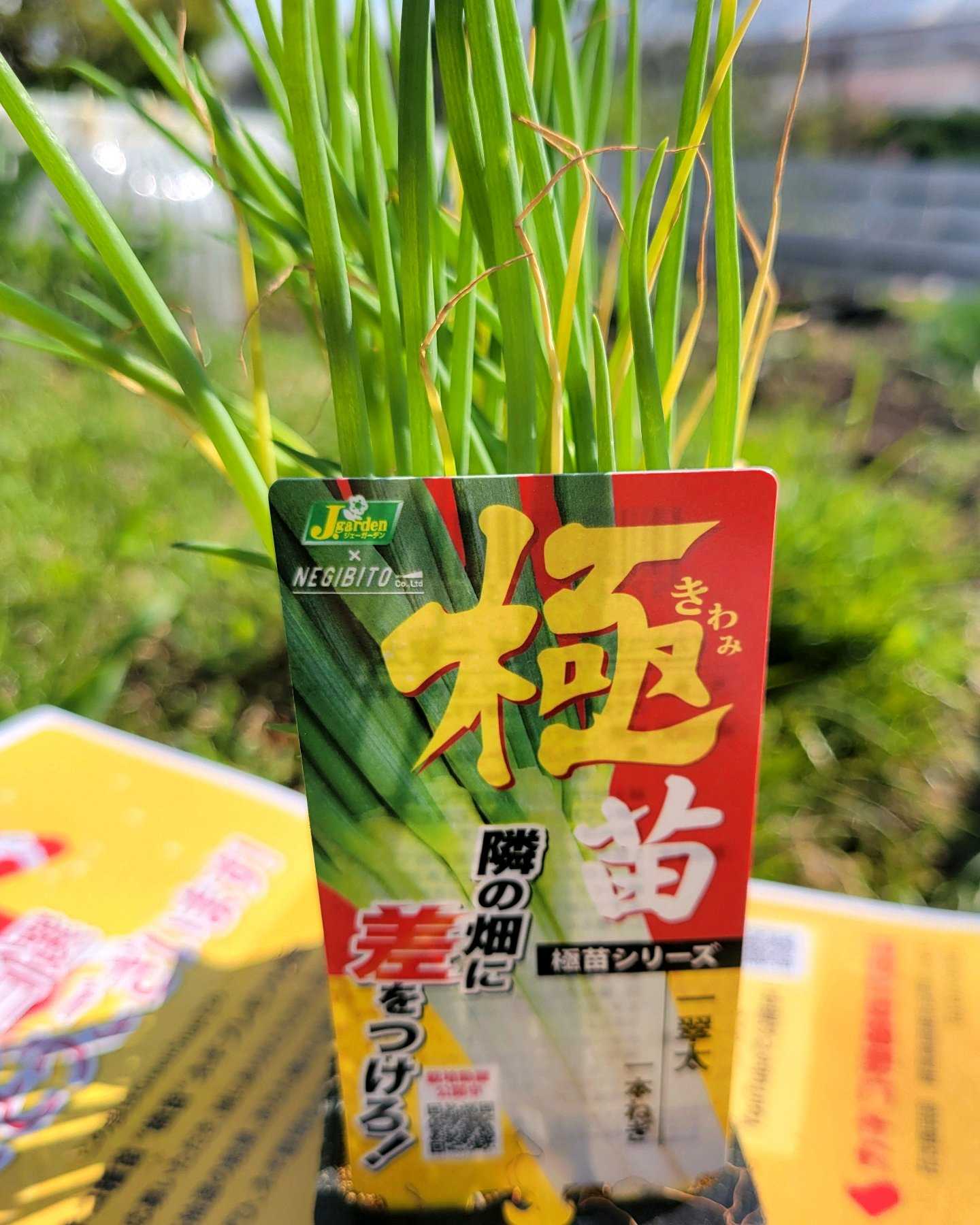 カネコ種苗“極苗”ネギ栽培｜🍀GreenSnap（グリーンスナップ）