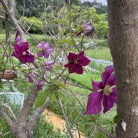 クレマチス,秋麗,稲の苗,ロータス ブリムストーン,手作りアップルパイの画像