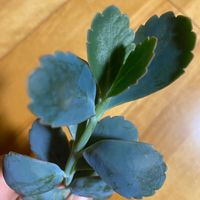 胡蝶の舞の画像