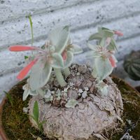 断崖の女王,鉢植え,塊根植物,ベランダガーデン,開花の画像