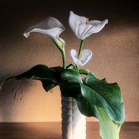 カラー,花瓶,実家,平和を願う☆,毎月23日は本と植物と。の画像