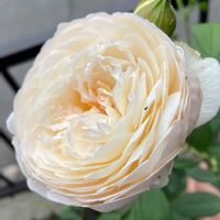 花壇,小さな庭の画像