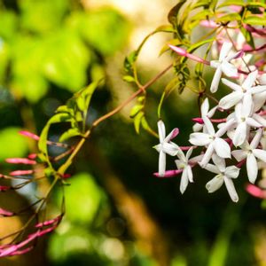 ハゴロモジャスミン,つる性植物,プランター,良い香り,モクセイ科の画像