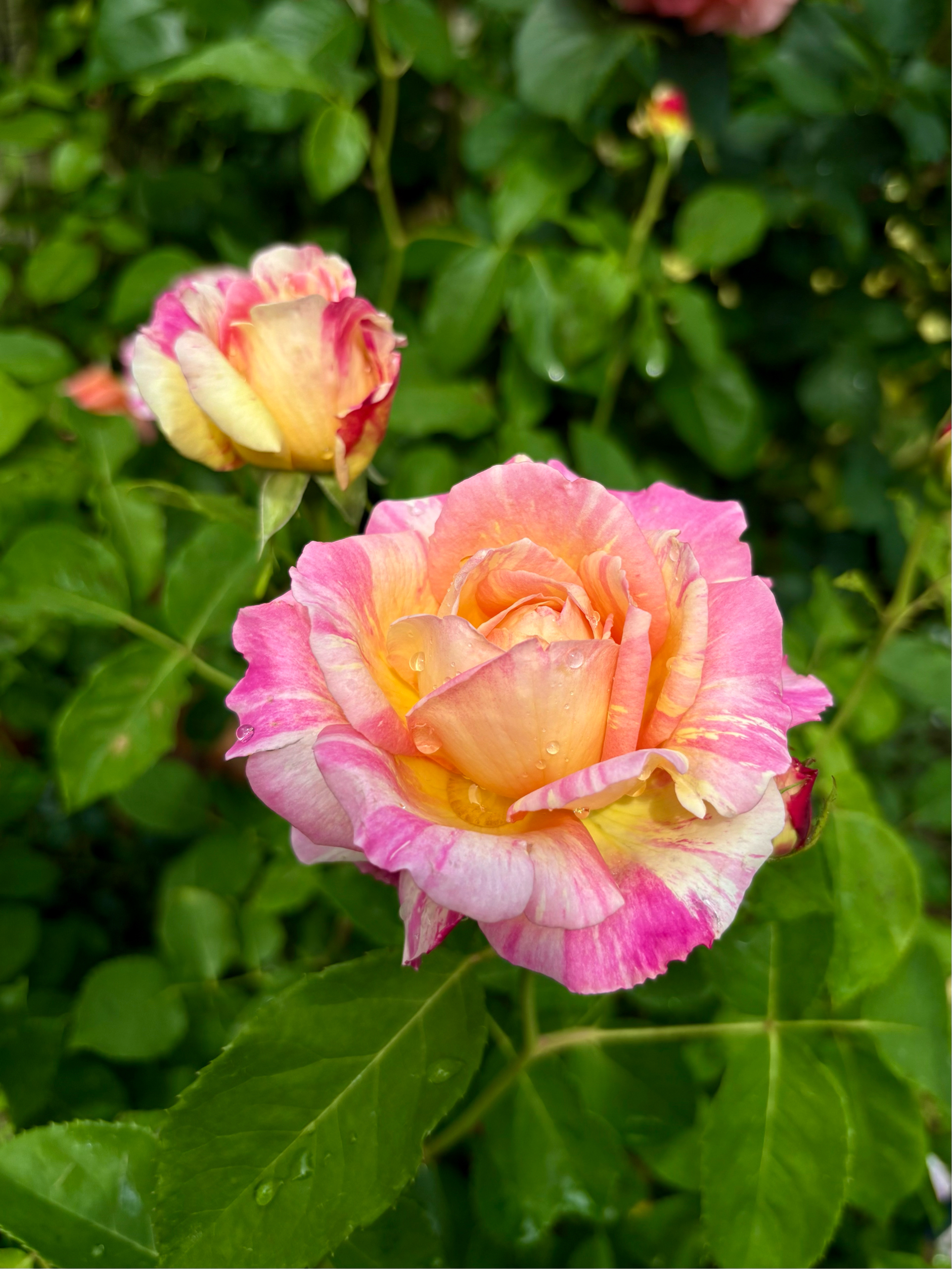 5月・ふる里のバラ・ばら・薔薇🌹 vol. 1｜🍀GreenSnap（グリーン